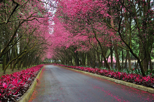 ROSE ALLEY