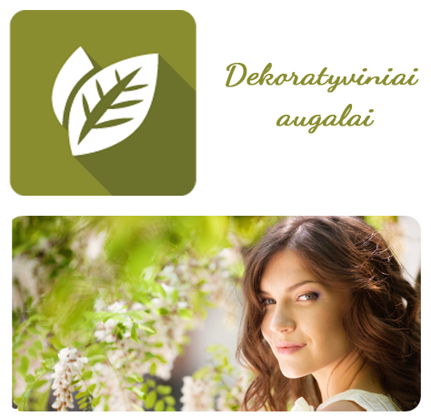DEKORATYVINIAI AUGALAI