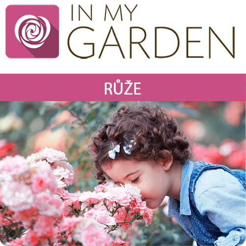 roze CZ